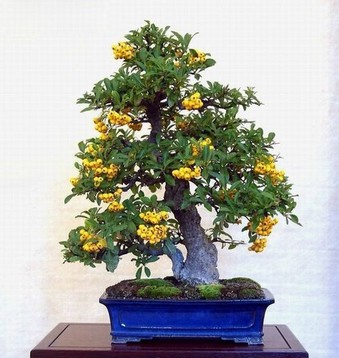 火棘盆景育苗方法5