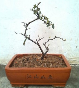 火棘盆景育苗方法4