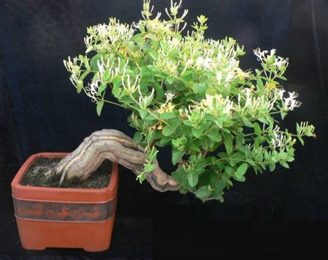 金银花育苗技术2