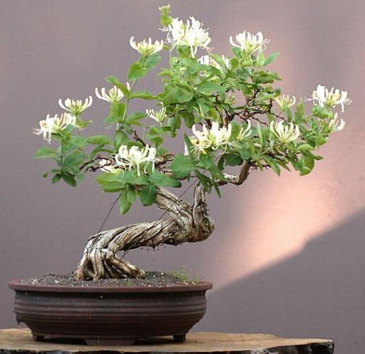 金银花育苗技术3