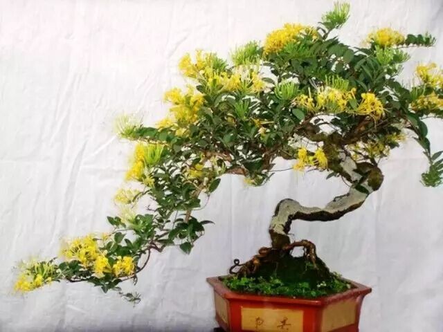 金银花育苗技术4