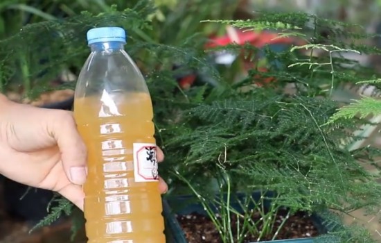 给文竹使用淘米水