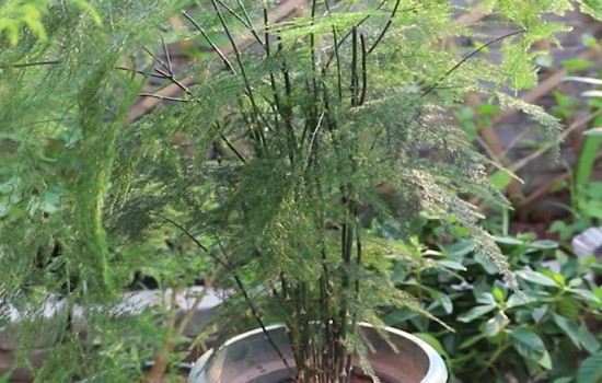 文竹盆栽