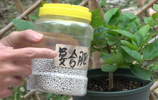 如何给三角梅施复合肥1