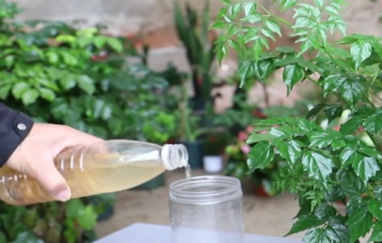 幸福树能用黄豆水浇吗