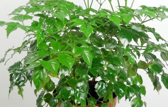 幸福树掉叶子用营养液管用吗