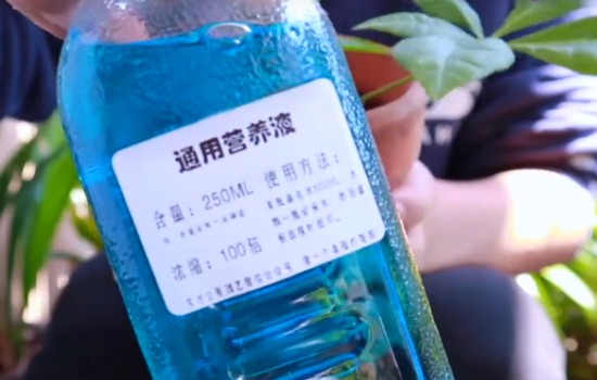 啤酒可以浇灌发财树吗