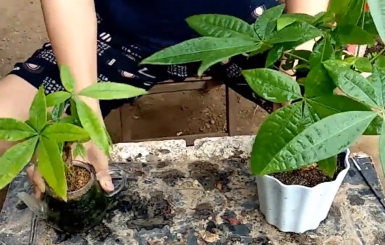 发财树生长期不可缺肥 这样施肥可让其长茂盛