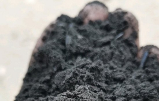 平安树可以用草木灰做肥料吗