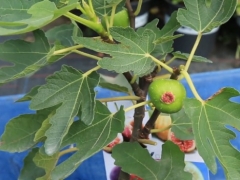 无花果怎么施有机肥