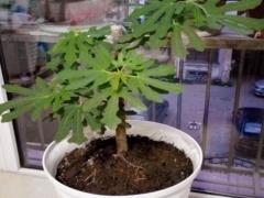 刚移栽无花果能施肥吗