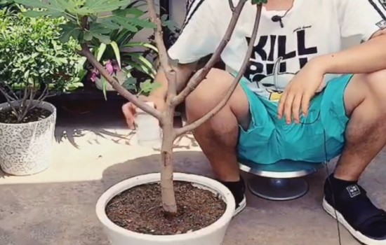 无花果坐果期施什么肥