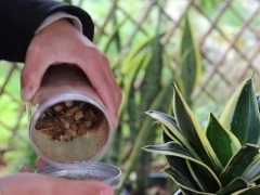 金边虎皮兰如何长高