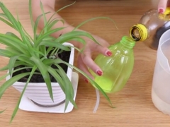 给吊兰喷点酱油兑水可以吗