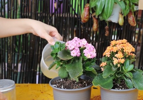 长寿花施什么肥最好