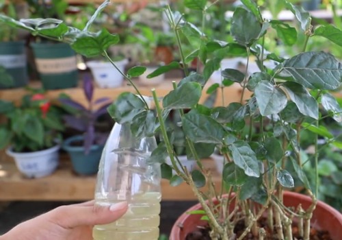 种花的营养液怎么配制