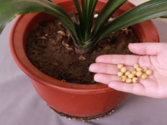 黄豆怎么做君子兰花肥