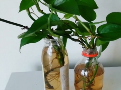 水培绿萝放什么长得快