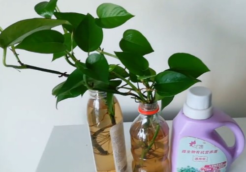 水培绿萝放什么长得快2