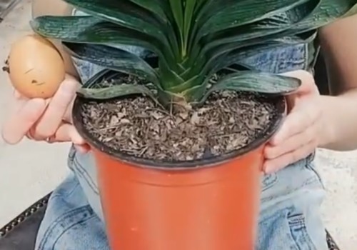君子兰浇鸡蛋液可以吗