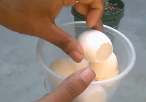 火龙果盆栽可以放鸡蛋壳吗