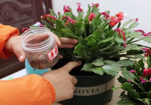 蟹爪兰换盆底肥用羊粪可以吗
