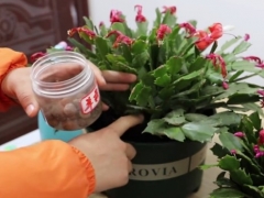 蟹爪兰换盆底肥用羊粪可以吗