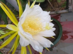 火龙果刚开花可以施肥吗