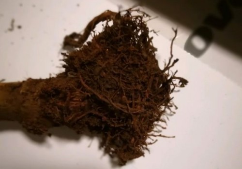 玉树施肥过多怎么办
