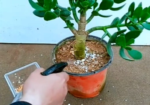 玉树可以用尿素施肥2
