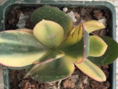 燕子掌施什么肥料