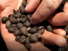用羊粪如何给平安树施肥