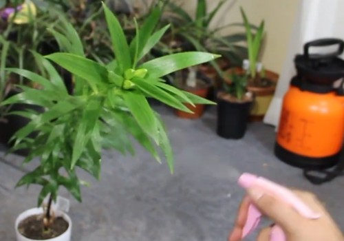 百合现蕾用什么肥1