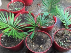 铁树需要铁吗