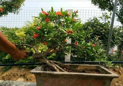 盆栽石榴开花了要浇什么肥