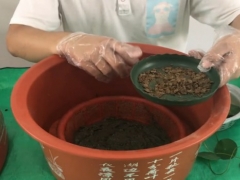 睡莲施肥用豆饼可以吗