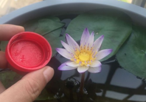 家养睡莲怎么施肥