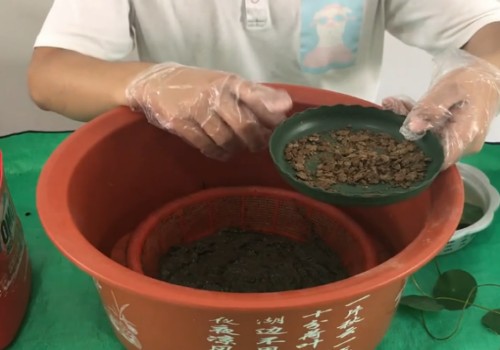 睡莲施肥用豆饼可以吗