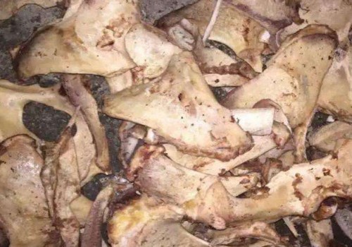 多肉盆底可以放骨头吗
