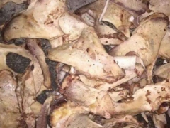 多肉盆底可以放骨头吗