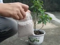 盆栽桂花如何施肥