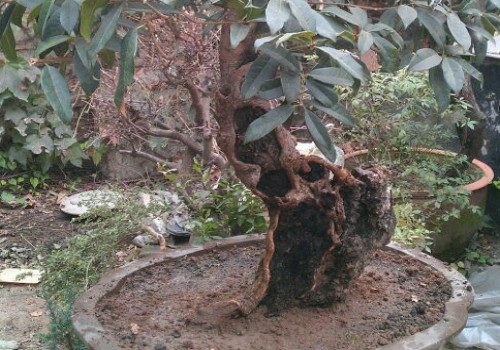 桂花开春如何施肥