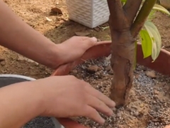 怎么给桂花盆栽施肥