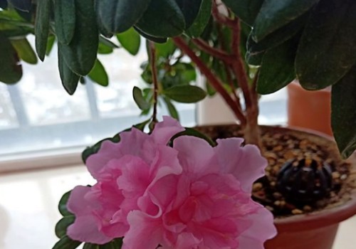 杜鹃开花期间施什么肥