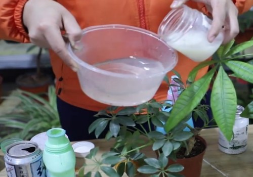 鹅掌木用什么肥料最好