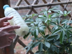 鸭掌木春季施什么肥