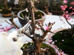 梅花修剪后要不要施肥