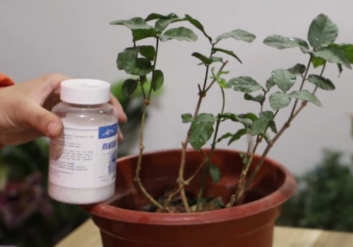 怎样给茉莉花施肥