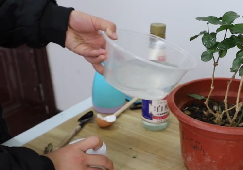 如何用鸡蛋壳给茉莉花施肥