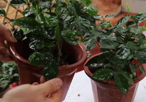 茉莉花不同花期的施肥